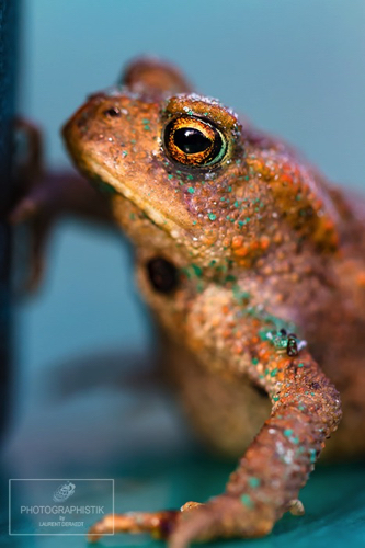2016 - Grenouille mannequin
